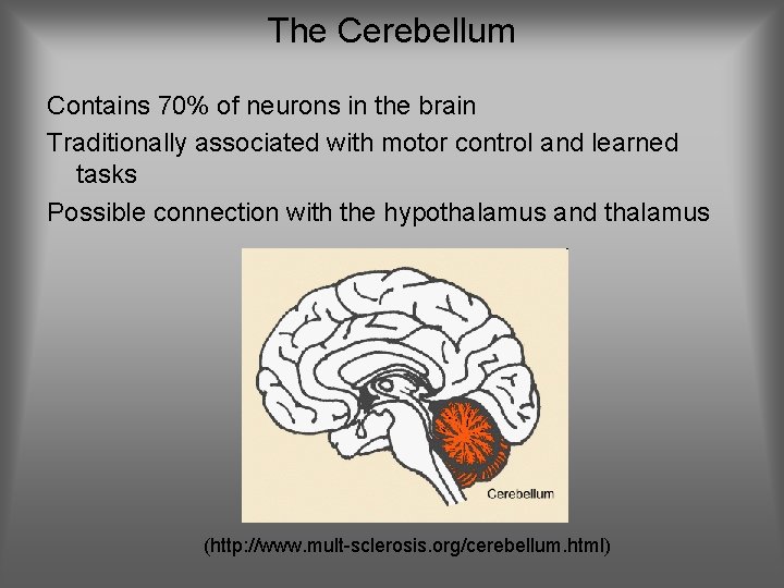 The Cerebellum Contains 70% of neurons in the brain Traditionally associated with motor control