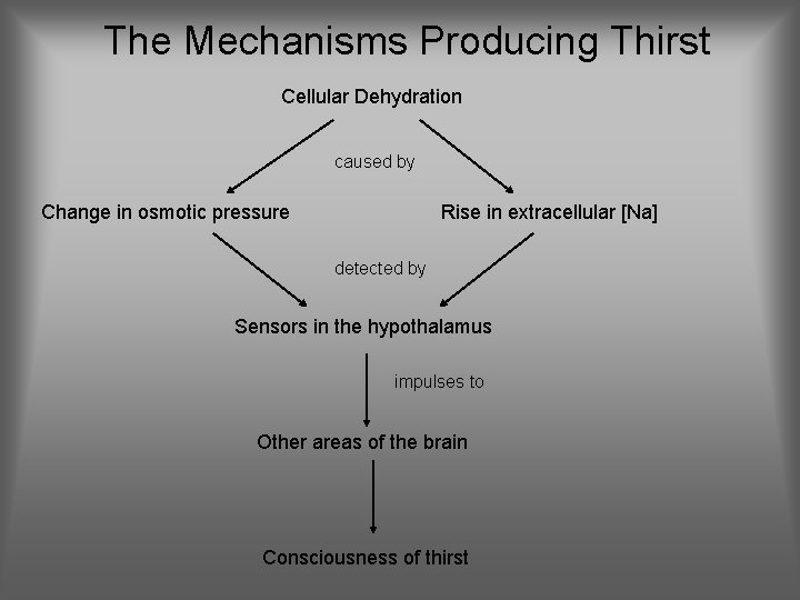The Mechanisms Producing Thirst Cellular Dehydration caused by Change in osmotic pressure Rise in