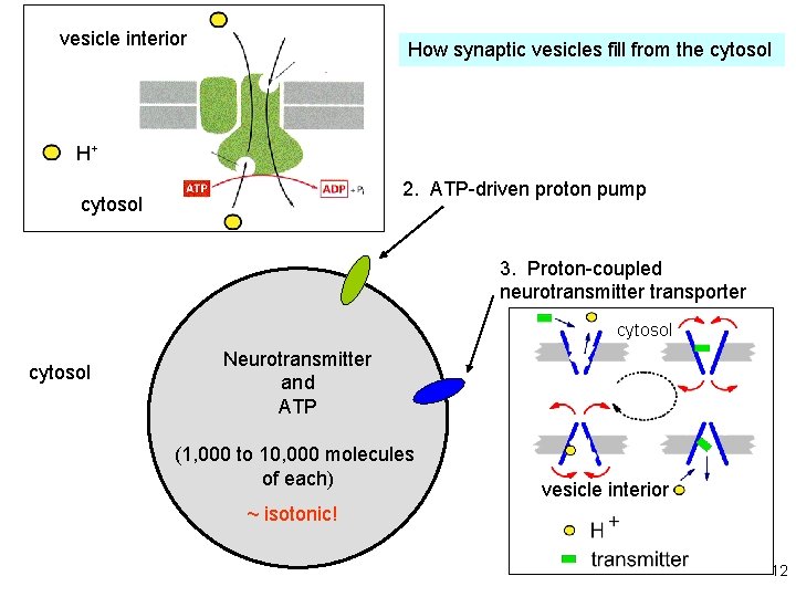 vesicle interior How synaptic vesicles fill from the cytosol H+ 2. ATP-driven proton pump