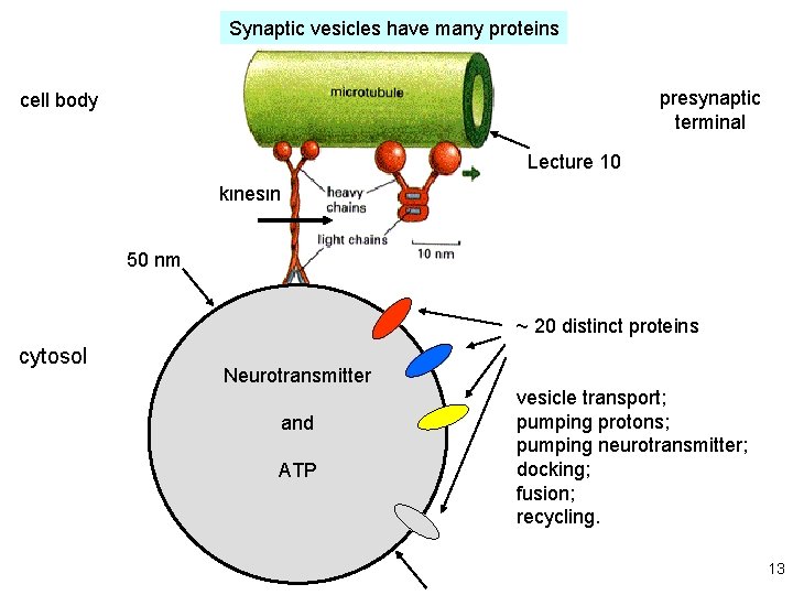 Synaptic vesicles have many proteins presynaptic terminal cell body Lecture 10 kinesin 50 nm