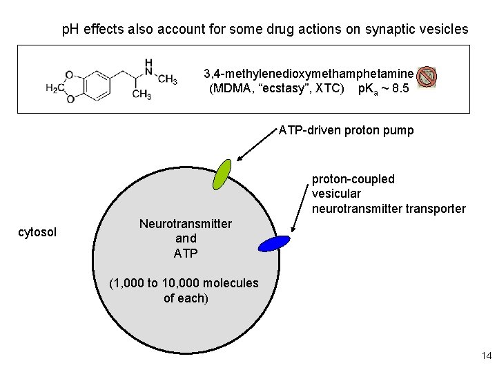 p. H effects also account for some drug actions on synaptic vesicles 3, 4