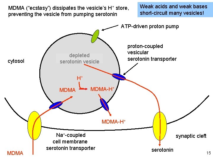 MDMA (“ecstasy”) dissipates the vesicle’s H+ store, preventing the vesicle from pumping serotonin Weak