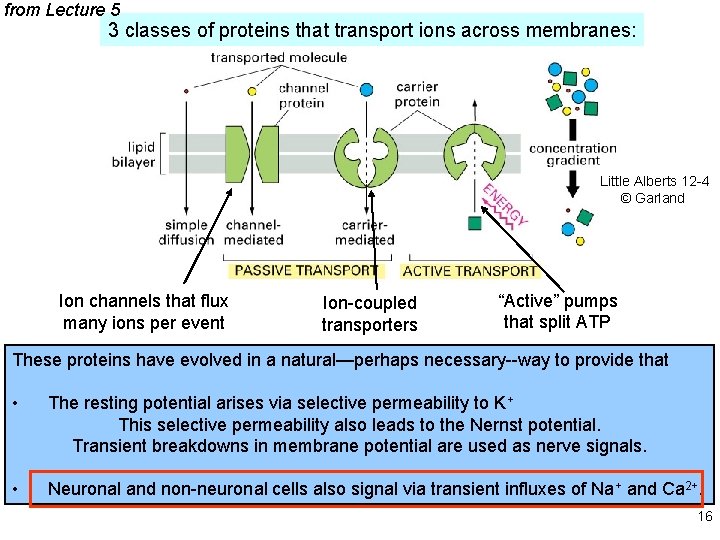from Lecture 5 3 classes of proteins that transport ions across membranes: Little Alberts