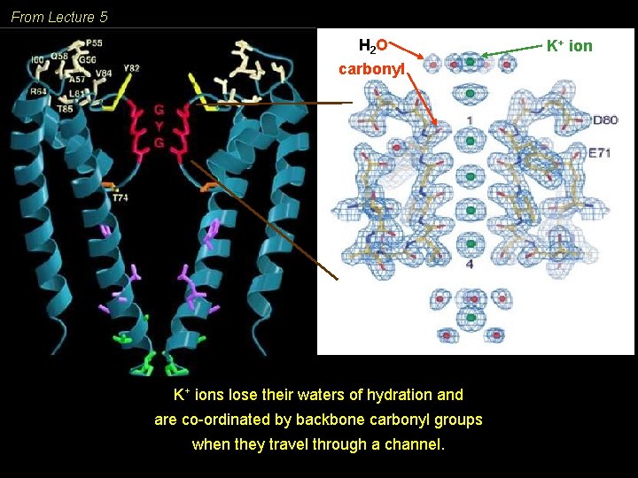 From Lecture 5 H 2 O carbonyl K+ ions lose their waters of hydration