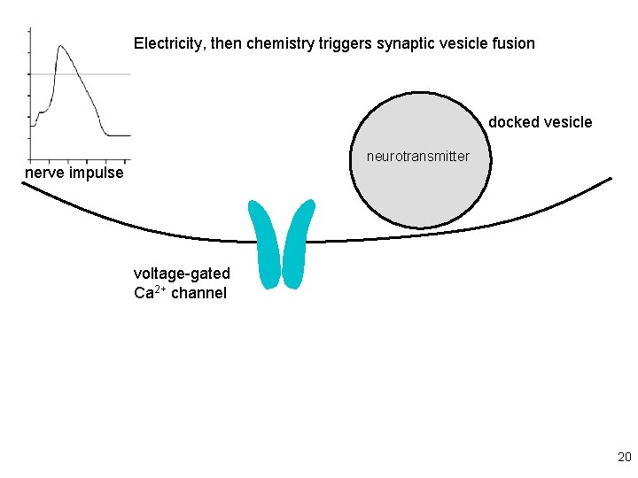 Electricity, then chemistry triggers synaptic vesicle fusion docked vesicle neurotransmitter nerve impulse voltage-gated Ca