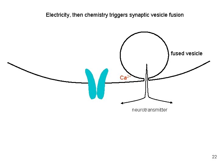Electricity, then chemistry triggers synaptic vesicle fusion fused vesicle Ca 2+ neurotransmitter 22 
