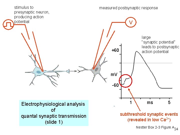 stimulus to presynaptic neuron, producing action potential measured postsynaptic response V large “synaptic potential”