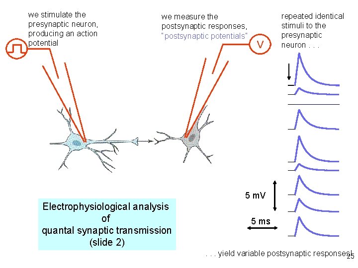 we stimulate the presynaptic neuron, producing an action potential we measure the postsynaptic responses,