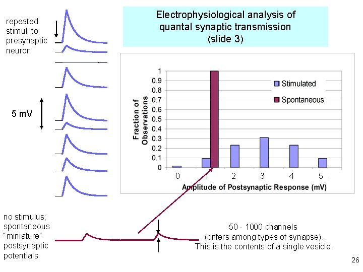 repeated stimuli to presynaptic neuron Electrophysiological analysis of quantal synaptic transmission (slide 3) 5