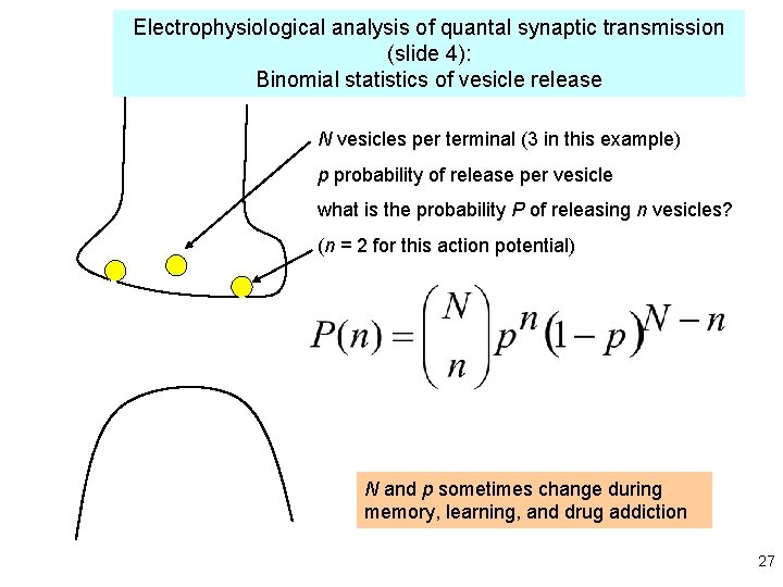 Electrophysiological analysis of quantal synaptic transmission (slide 4): Binomial statistics of vesicle release N