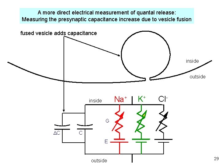 A more direct electrical measurement of quantal release: Measuring the presynaptic capacitance increase due