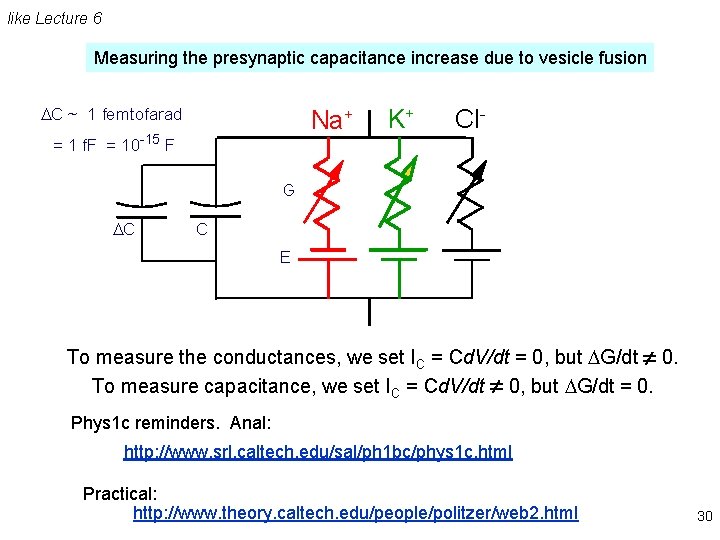 like Lecture 6 Measuring the presynaptic capacitance increase due to vesicle fusion DC ~