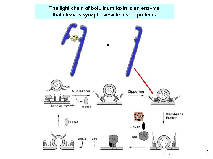 The light chain of botulinum toxin is an enzyme that cleaves synaptic vesicle fusion