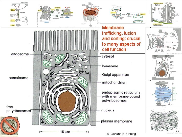 Membrane trafficking, fusion and sorting: crucial to many aspects of cell function. © Garland