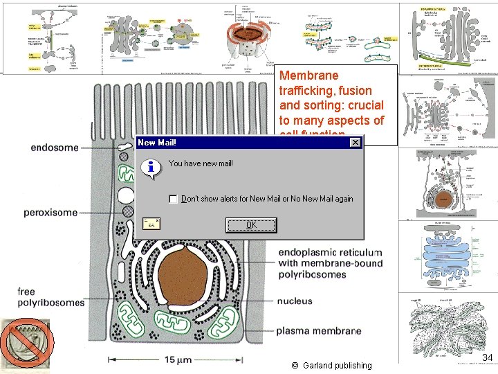 Membrane trafficking, fusion and sorting: crucial to many aspects of cell function. © Garland