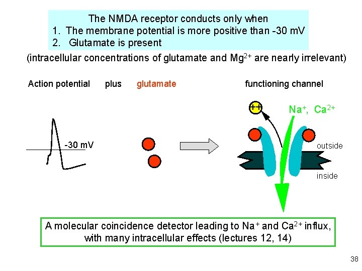 The NMDA receptor conducts only when 1. The membrane potential is more positive than