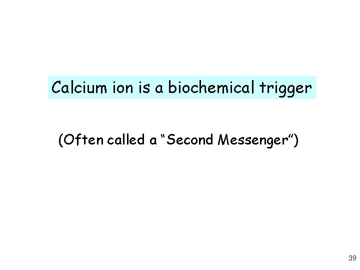 Calcium ion is a biochemical trigger (Often called a “Second Messenger”) 39 