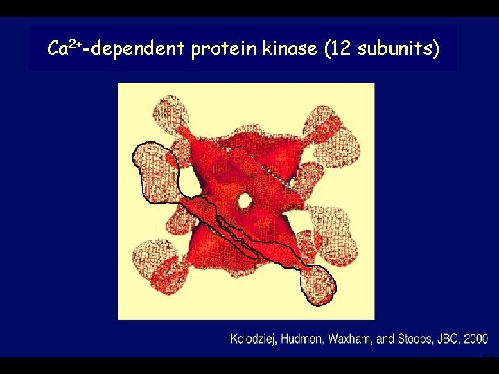 Ca 2+-dependent protein kinase (12 subunits) 43 