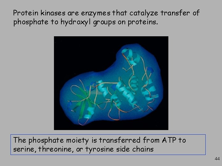Protein kinases are enzymes that catalyze transfer of phosphate to hydroxyl groups on proteins.