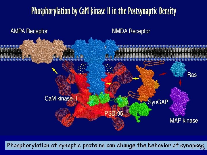 Phosphorylation of synaptic proteins can change the behavior of synapses 45 