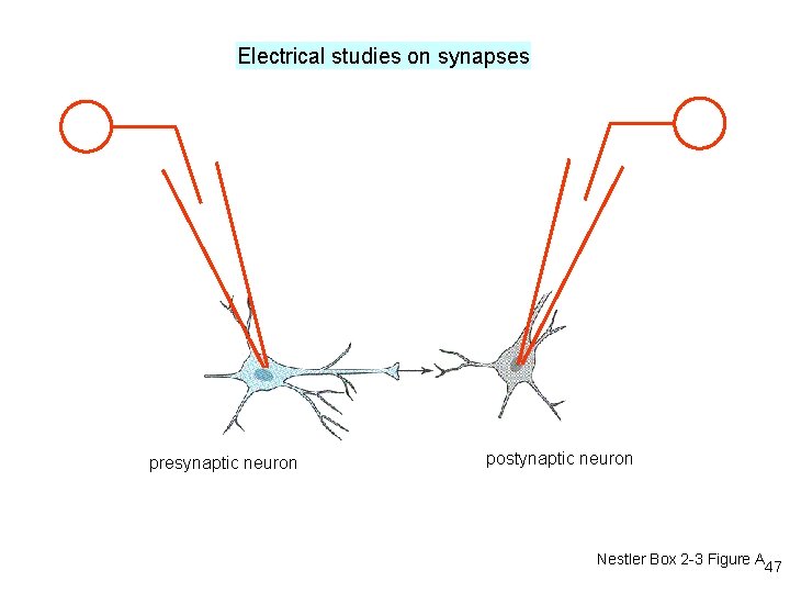 Electrical studies on synapses presynaptic neuron postynaptic neuron Nestler Box 2 -3 Figure A