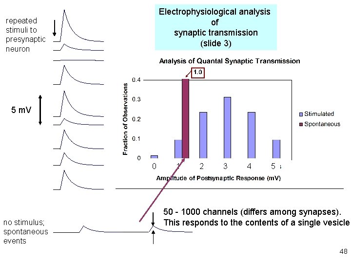Electrophysiological analysis of synaptic transmission (slide 3) repeated stimuli to presynaptic neuron 5 m.
