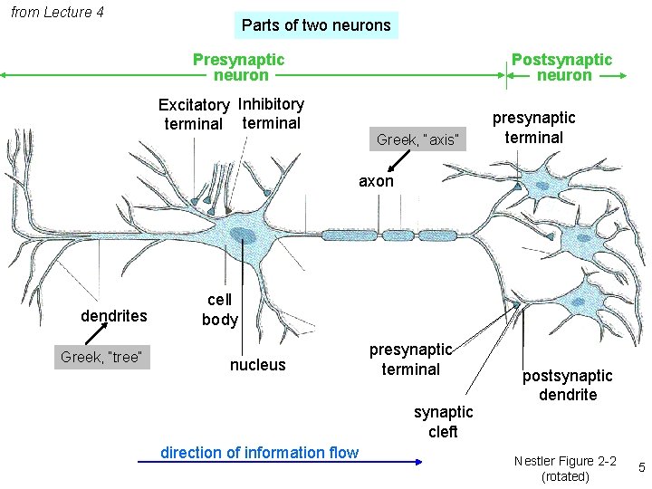 from Lecture 4 Parts of two neurons Postsynaptic neuron Presynaptic neuron Excitatory Inhibitory terminal