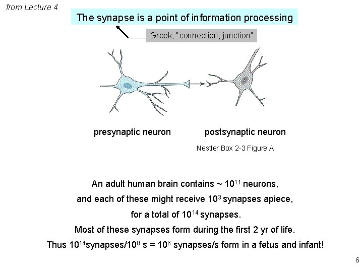 from Lecture 4 The synapse is a point of information processing Greek, “connection, junction”