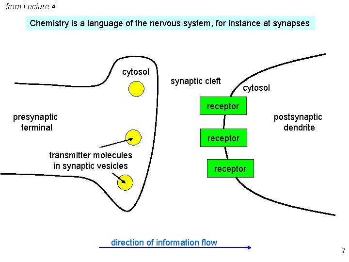 from Lecture 4 Chemistry is a language of the nervous system, for instance at