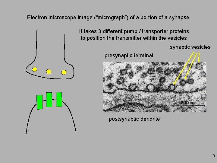 Electron microscope image (“micrograph”) of a portion of a synapse It takes 3 different