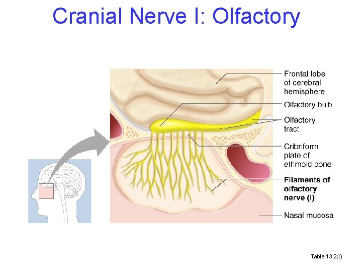 Cranial Nerve I: Olfactory Table 13. 2(I) 