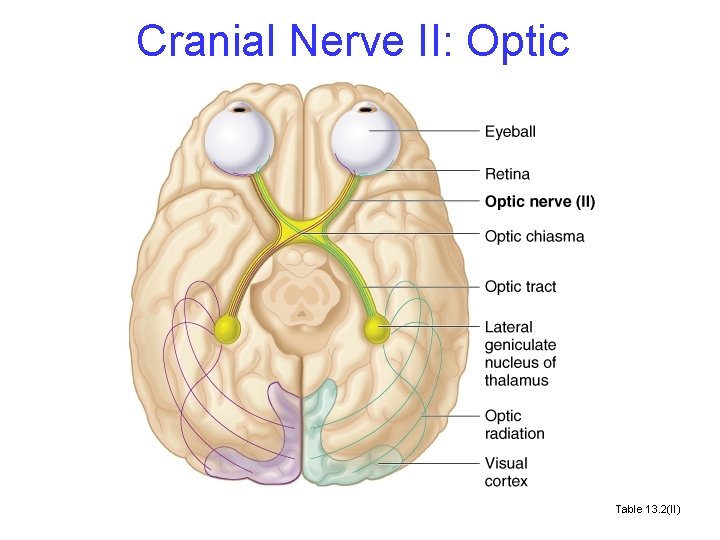 Cranial Nerve II: Optic Table 13. 2(II) 