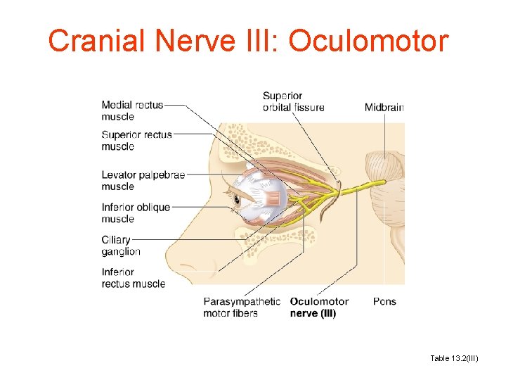 Cranial Nerve III: Oculomotor Table 13. 2(III) 