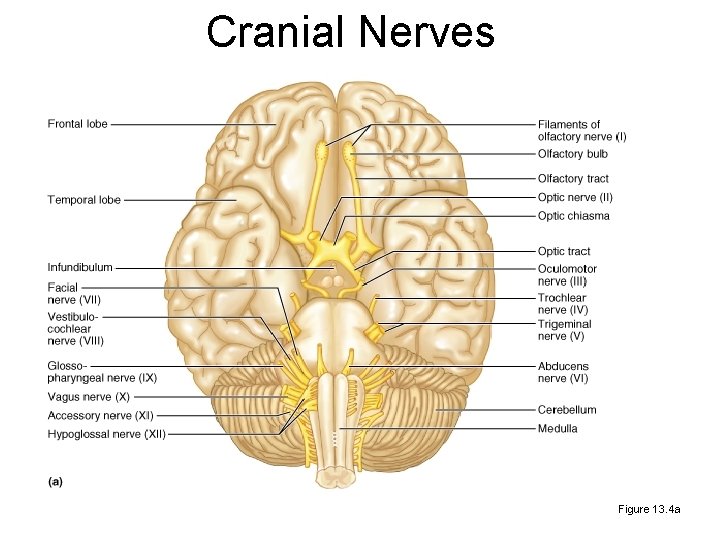 Cranial Nerves Figure 13. 4 a 