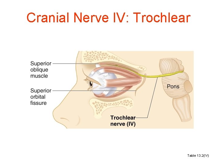 Cranial Nerve IV: Trochlear Table 13. 2(IV) 
