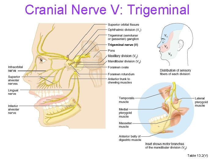 Cranial Nerve V: Trigeminal Table 13. 2(V) 