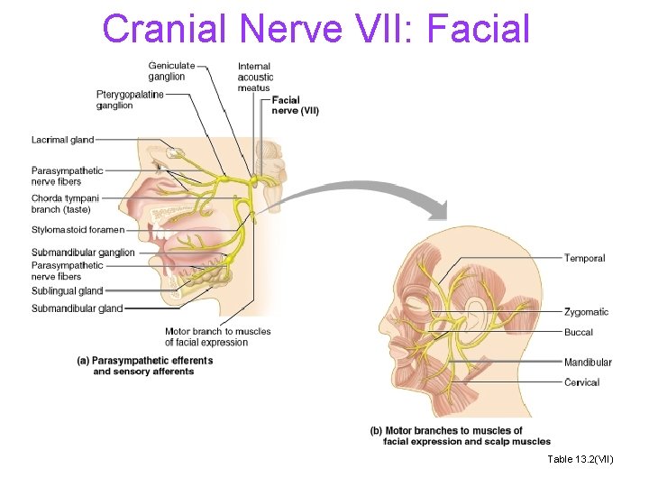 Cranial Nerve VII: Facial Table 13. 2(VII) 