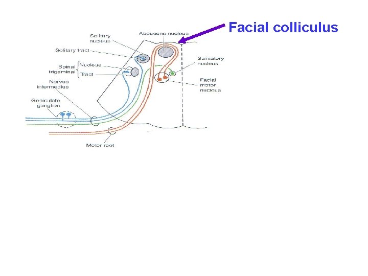 Facial colliculus 