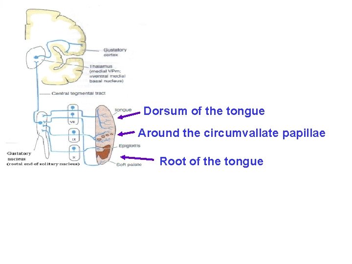 Dorsum of the tongue Around the circumvallate papillae Root of the tongue 