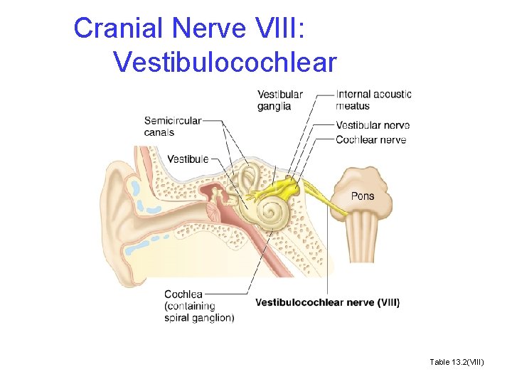 Cranial Nerve VIII: Vestibulocochlear Table 13. 2(VIII) 