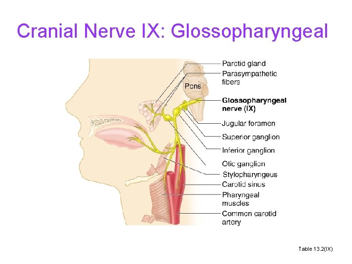 Cranial Nerve IX: Glossopharyngeal Table 13. 2(IX) 