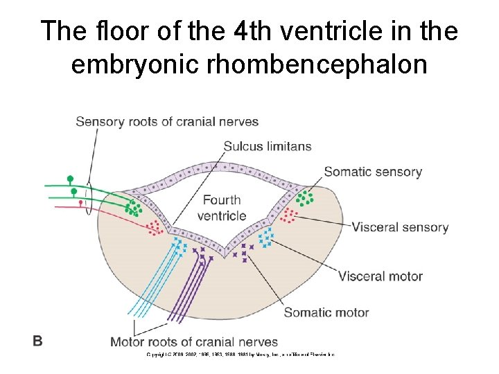 The floor of the 4 th ventricle in the embryonic rhombencephalon 