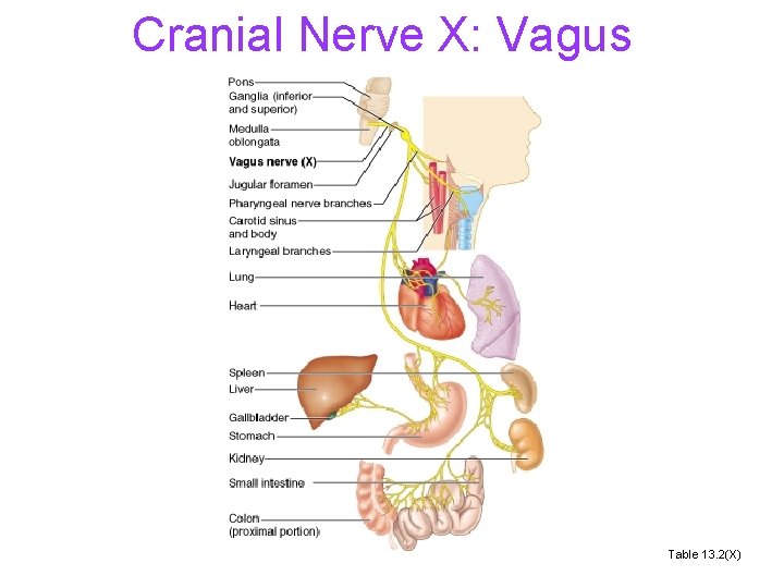 Cranial Nerve X: Vagus Table 13. 2(X) 