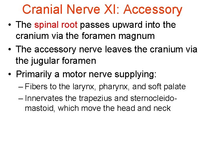 Cranial Nerve XI: Accessory • The spinal root passes upward into the cranium via