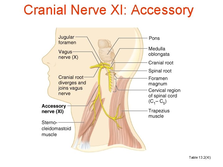 Cranial Nerve XI: Accessory Table 13. 2(XI) 