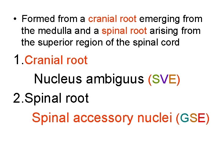  • Formed from a cranial root emerging from the medulla and a spinal