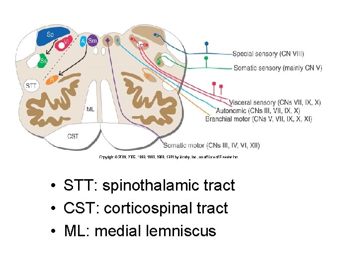  • STT: spinothalamic tract • CST: corticospinal tract • ML: medial lemniscus 