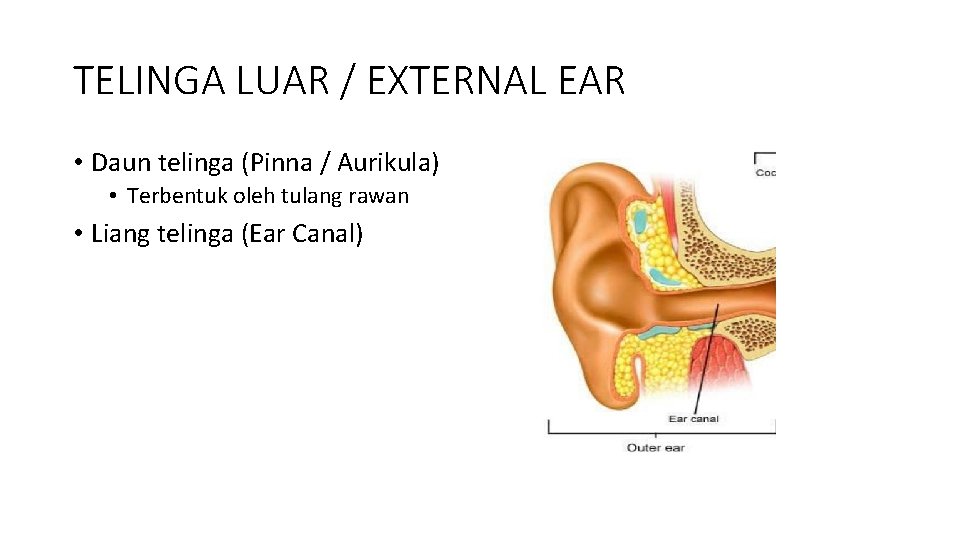 TELINGA LUAR / EXTERNAL EAR • Daun telinga (Pinna / Aurikula) • Terbentuk oleh