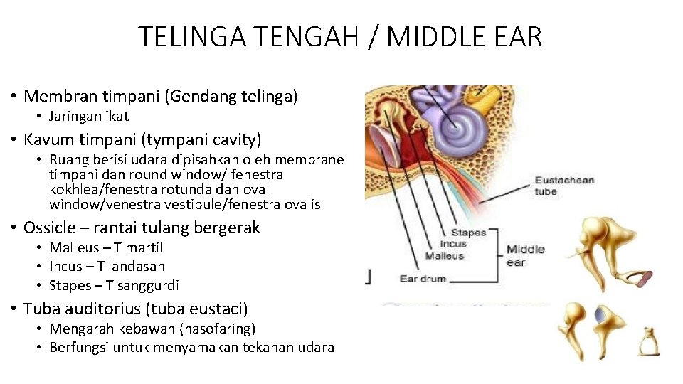 TELINGA TENGAH / MIDDLE EAR • Membran timpani (Gendang telinga) • Jaringan ikat •