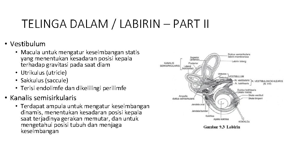 TELINGA DALAM / LABIRIN – PART II • Vestibulum • Macula untuk mengatur keseimbangan